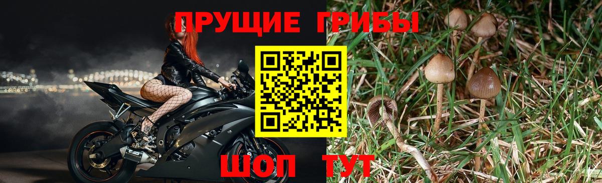 Псилоцибиновые грибы мухоморы Муром